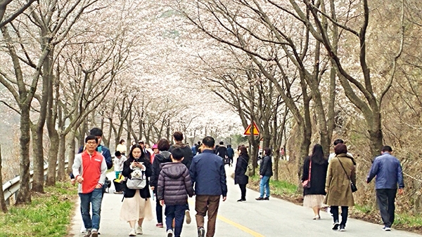 7일 오후, 부안 상서면 개암호 일원에서 펼쳐진 벚꽃축제 현장을 찾은 관광객들이 포근한휴일을 즐기고 있다.