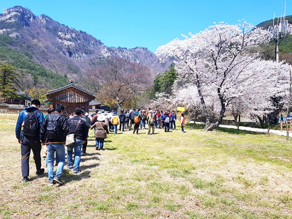 참가자들이 벚꽃을 배경으로 사진촬영을 하기 위해 모이고 있다.