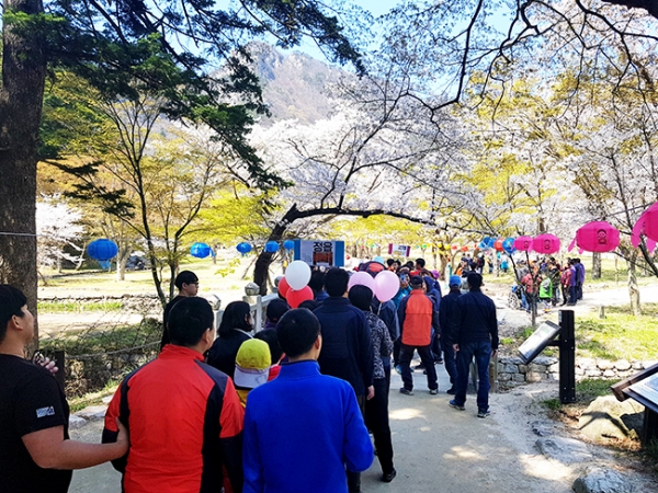 참가자들이 전나무 숲길을 지나 단풍터널 입구에 들어서고 있다.