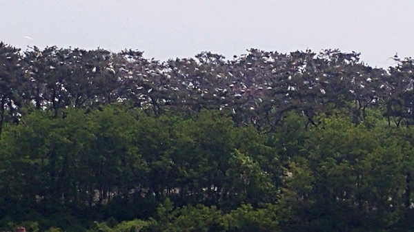 13일 오전 부안 동진면 상리 앞산 소나무 숲에 백로 등 여름 철새 수백 마리가 둥지를 틀고 생활하고 있다.