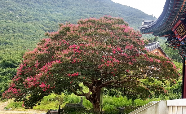 내원암 배롱나무.