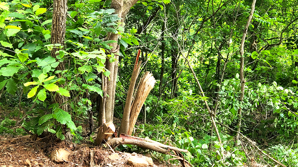 변산반도국립공원사무소 자연숲 복원 사업 과정서 훼손된 나무들.