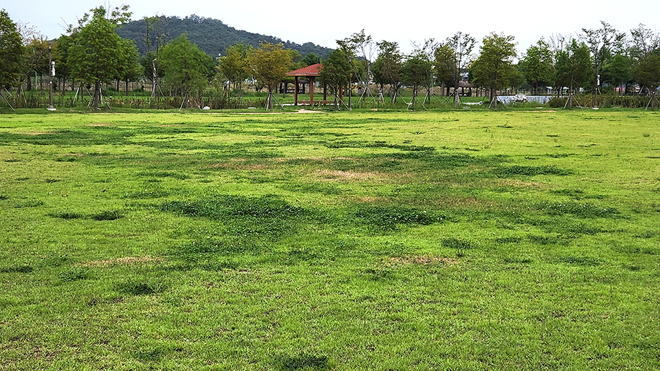 자연마당 잔디광장. 클로버 등이 잔디를 점점 잠식하고 있다.