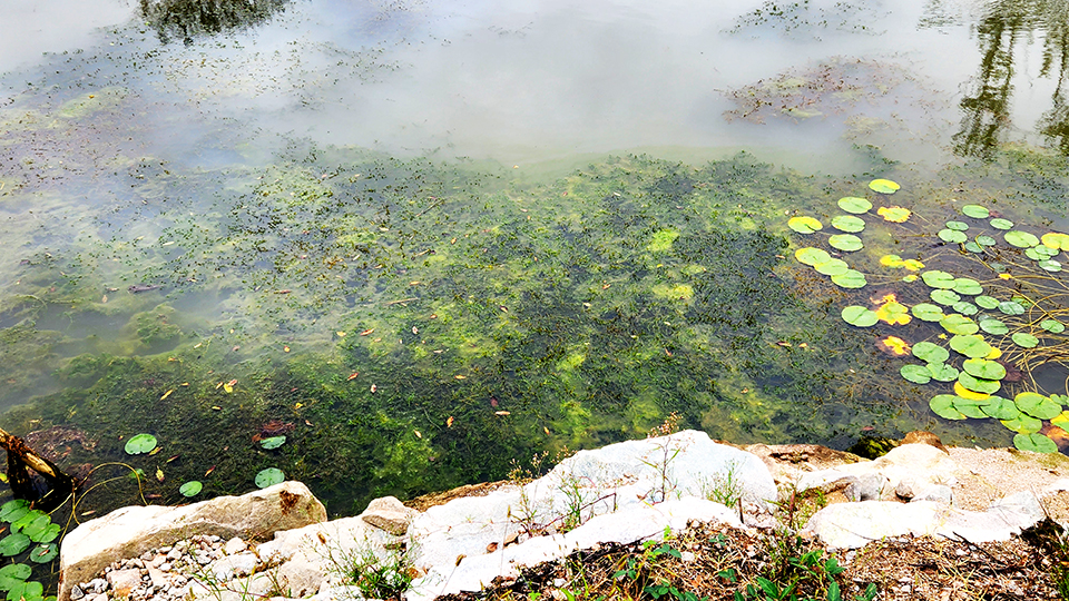 생태연못에 수초와 녹조가 한데 엉겨 붙어 있다.<br>