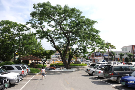 고창 천연기념물로 지정된 멀구슬나무.